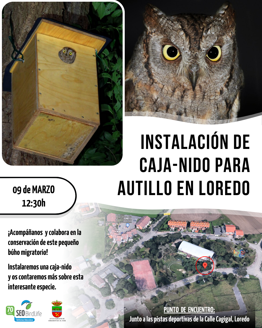Instalación de caja-nido para autillo en Loredo