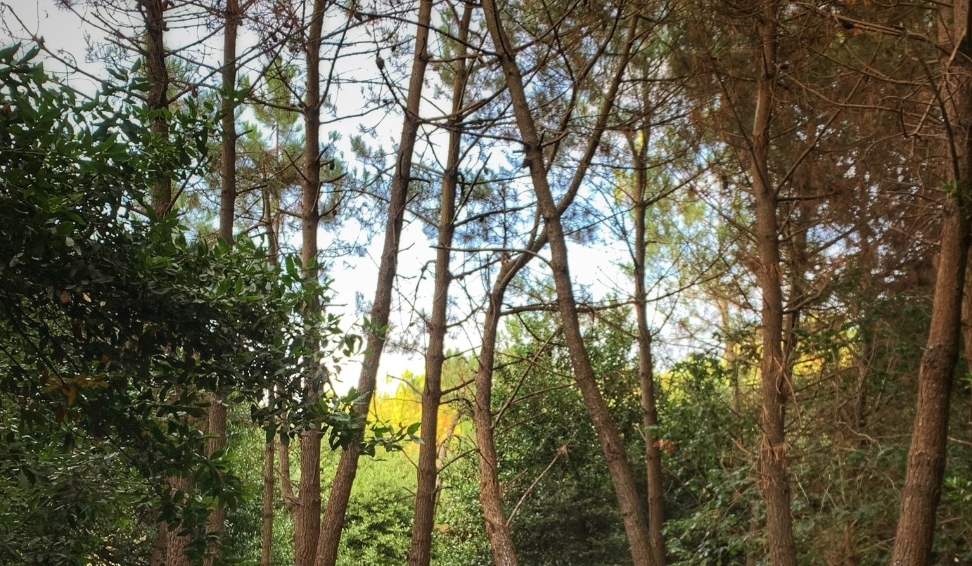 MOCIÓN SOBRE PROTECCIÓN MEDIOAMBIENTAL Y APROVECHAMIENTO INTEGRAL DEL HUMEDAL DE LA RÍA DE LA CANAL DE GALIZANO